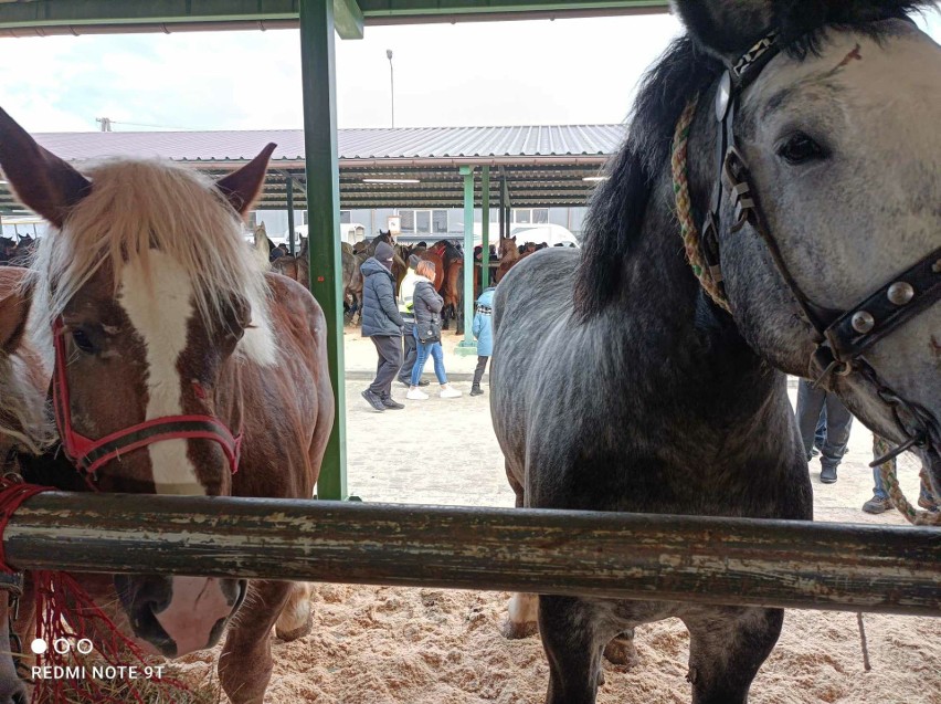 Rozpoczęły się Wstępy 2024 – na targach końskich w Skaryszewie można oglądać najpiękniejsze wierzchowce. Zobacz zdjęcia i wideo