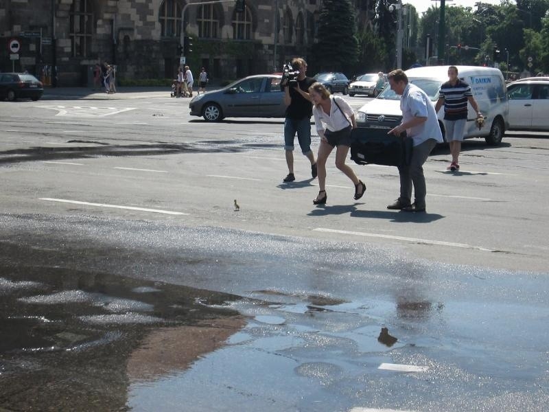 Kaczki na Świętym Marcinie