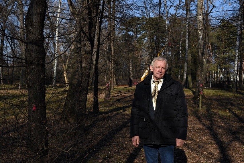 Nowy Sącz. Ruszyła wycinka drzew w parku Strzeleckim. Pod topór idzie ponad 700