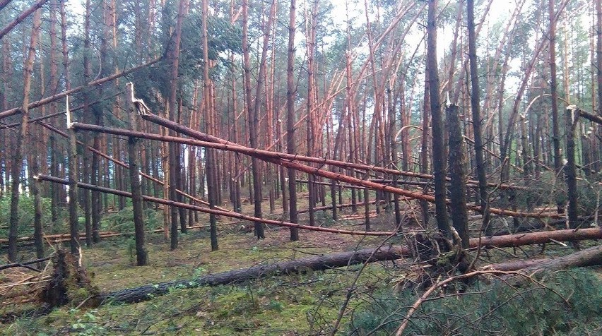Burza w Wasilkowie, drzewa łamały się jak zapałki