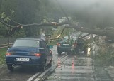 Drzewo spadło na drogę niedaleko Jedlni Letnisko, to skutek lokalnej burzy w niedzielę. Nie było poszkodowanych osób
