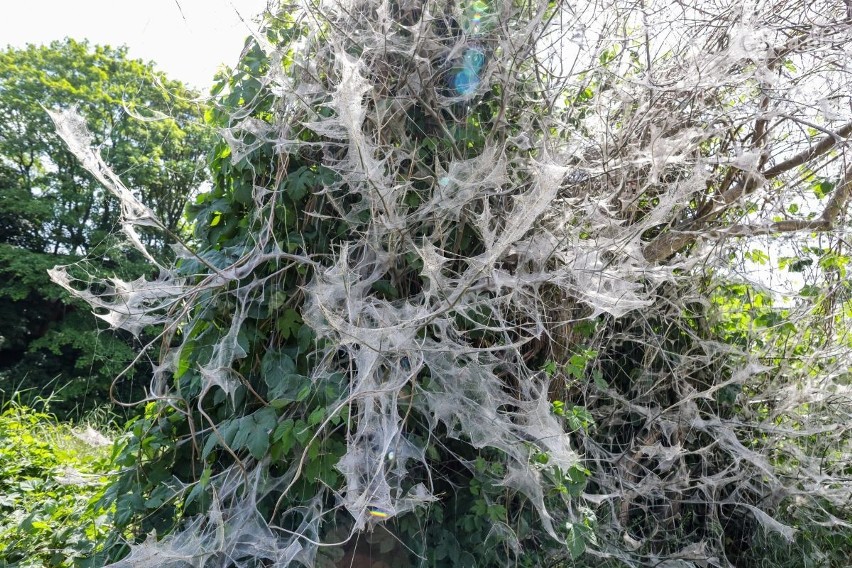 Drzewo jak z horroru! Rośnie przy ulicy Połabskiej w Szczecinie, jest całe jest oplecione pajęczynami! Zobacz ZDJĘCIA