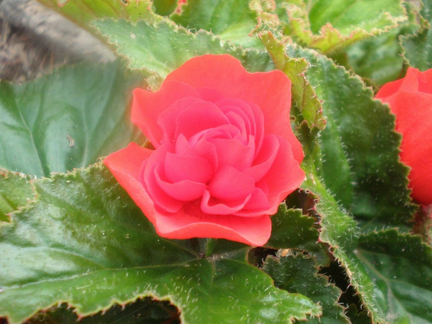 Begonia pełna
Begonia pełna