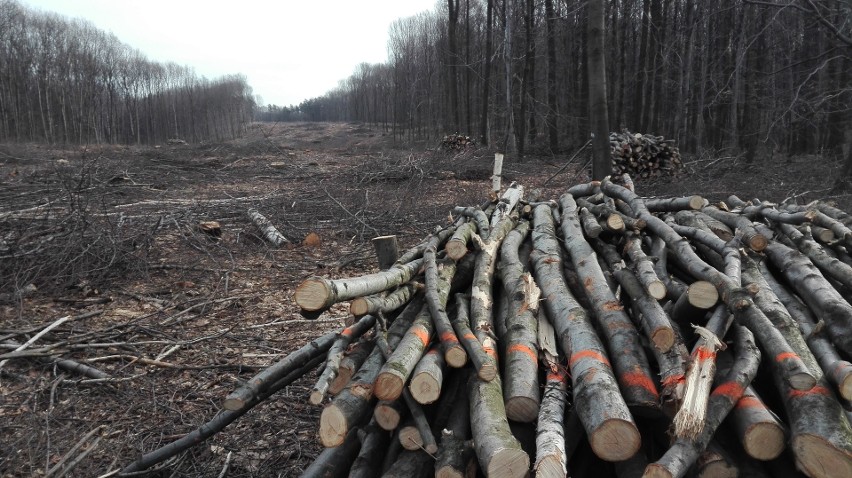 Wycinają 21 hektarów lasu pod budowę drogi Racibórz Pszczyna