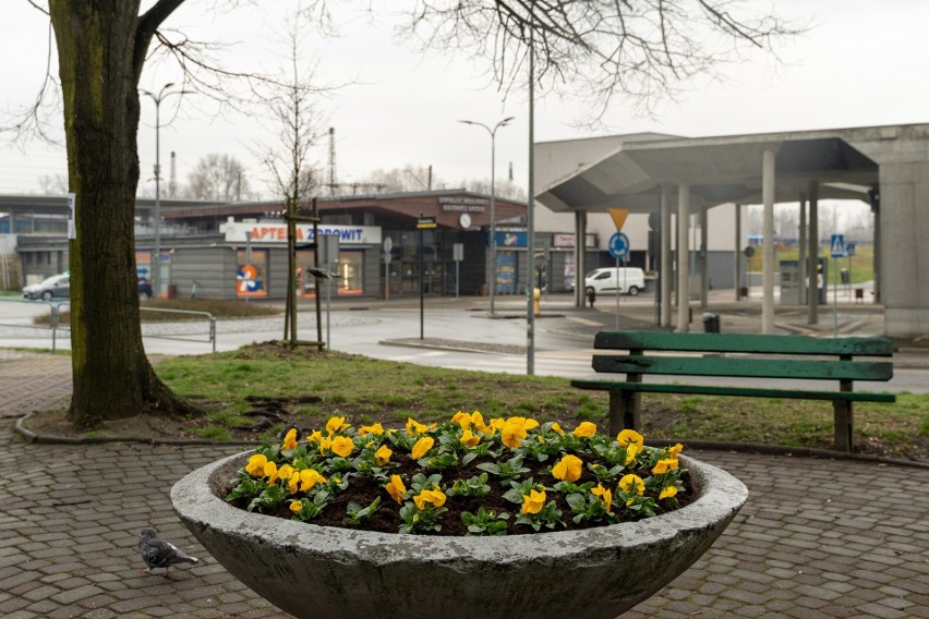 Ruszyły nasadzenia kwiatów i sprzątanie po zimie. ZZM...