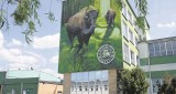 Polmos Białystok nie uratował mozaiki. Mural Żubry zastąpił winorośl (zdjęcia)