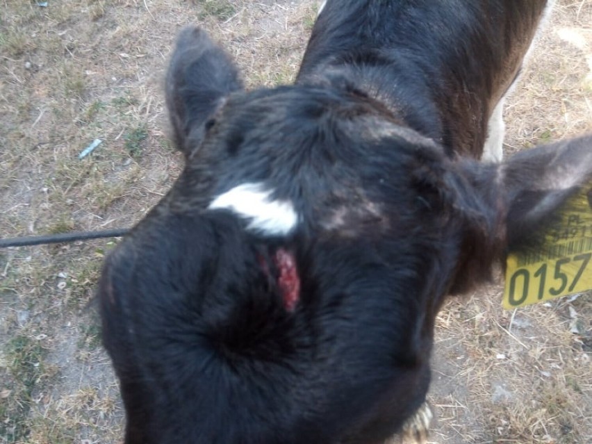 Młoda krowa uciekła z transportu. Uratowali ją i wykupili od rolników animalsi z Miastka