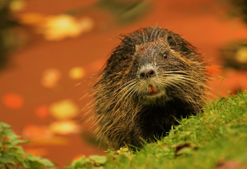 Tak spokojne nie były za to dwie nutrie. Uciekły z worka, w...