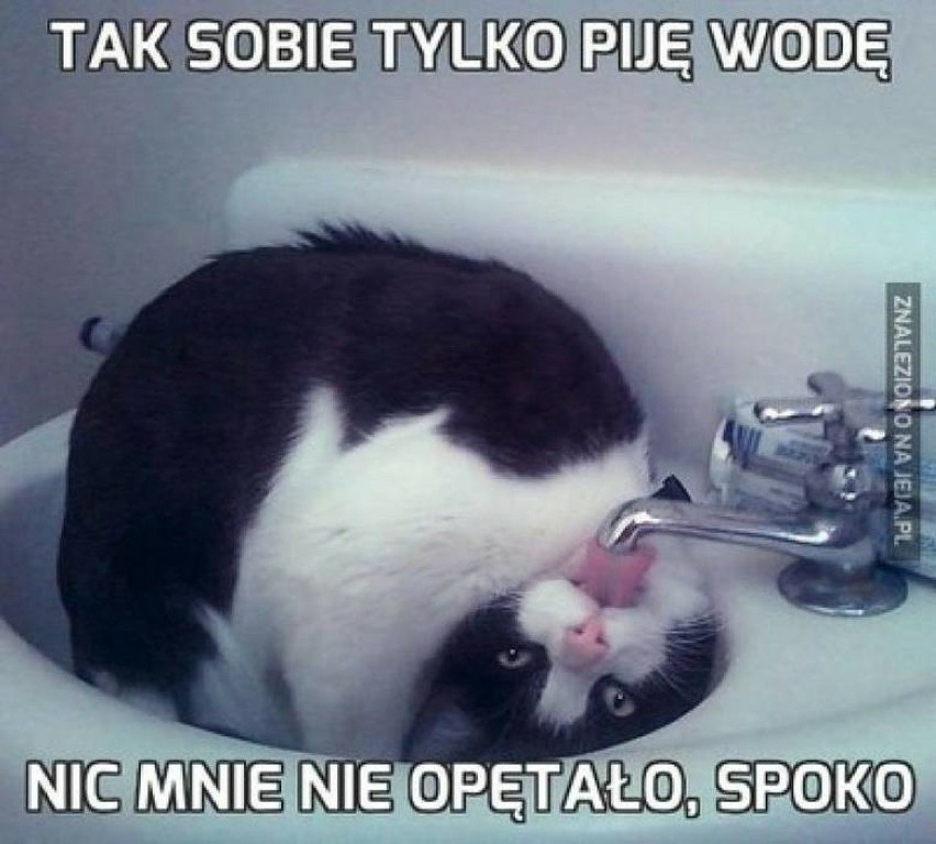 naj-mieszniejsze-memy-o-kotach-g-os-szczeci-ski