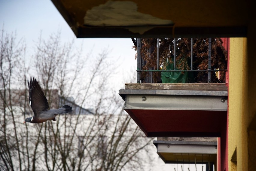 Gołąb miejski buduje gniazdo na balkonie na jednym z osiedli...