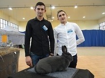 Zobacz króliki wiedeńskie. Ogólnopolska wystawa trwa w Nowej Dębie