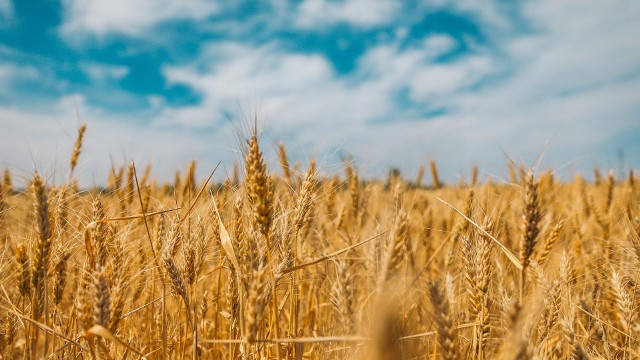 Polska oczekuje systemowych działań KE w sprawie ukraińskiego zboża. Tylko tak można powstrzymać bankructwo milionów rolników?