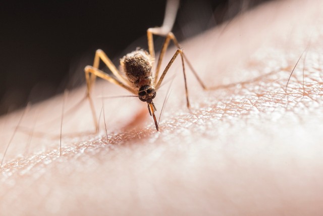 Zainfekowane komary zostały wykryte w gminach położonych na północ od Ejlatu, który jest najbardziej wysuniętym na południe punktem kraju