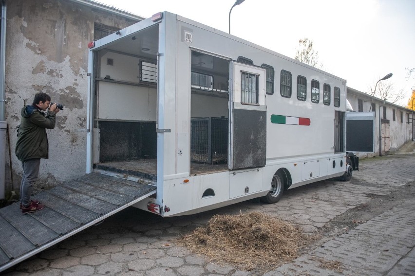 Tygrysy upchnięte w ciężarówce na granicy. Film o ich koszmarze pokazany w Brukseli. Czy zmieni się unijne prawo?