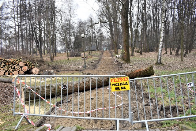 Budowa parku rozpoczęła się od wycinki części starych i połamanych drzew