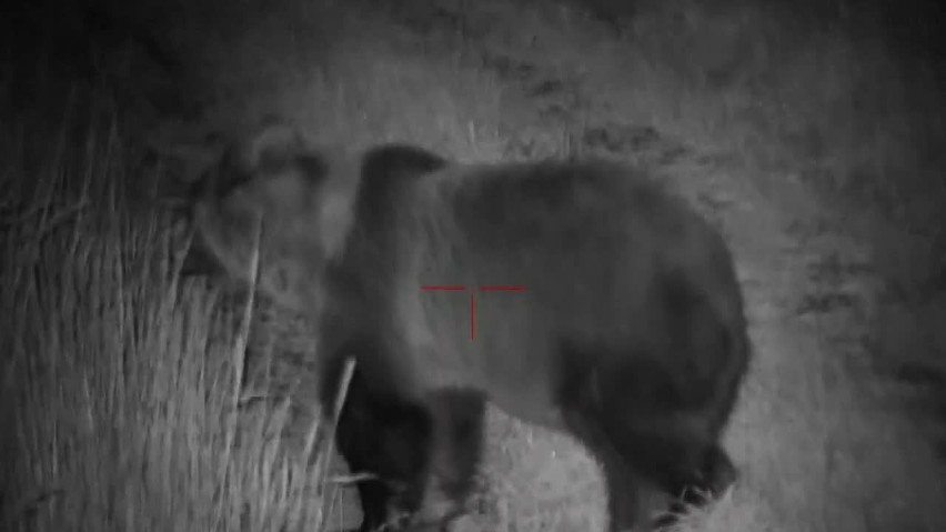 Jednocześnie 38 (!!!) niedźwiedzi żerowało na polu u stóp Tatr