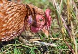 Jedna kura nie jest już zakładem drobiu, ale rolnicy natknęli się na problemy przy rejestracji w systemie IRZ