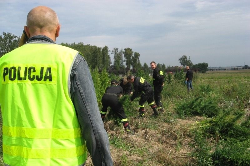 Kalisz. konopie indyjskie warte milion złotych rosły na plantacjach w mieście (zdjęcia, wideo)