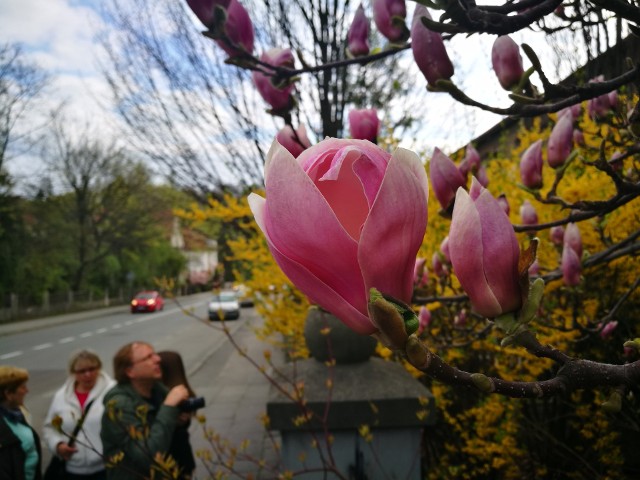 W Cieszynie zakwitły najpiękniejsze magnolie