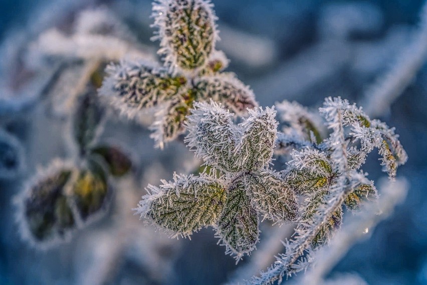 Bestia ze wschodu powraca. Pogoda na koniec stycznia z silnym mrozem. To koniec odwilży. Temperatura może spaść do -30 st C