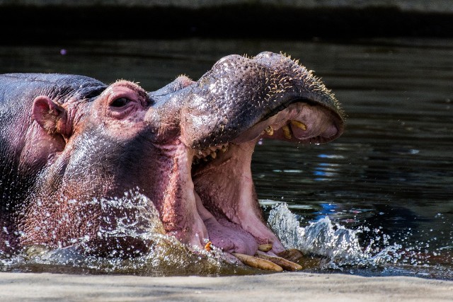 Spotkanie z hipopotamem pewien dwulatek z Ugandy zapamięta do końca życia.