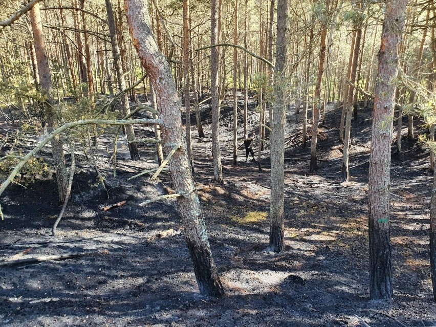 Pożar w rezerwacie przyrody Białogóra skutkiem...