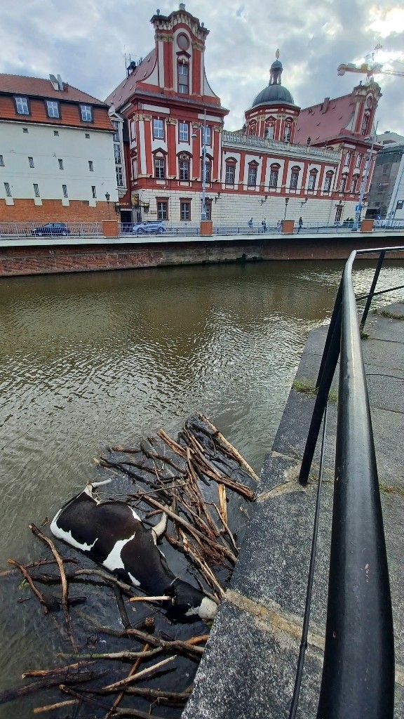 Wrocławianie są przerażeni: W Odrze zauważyli martwą krowę