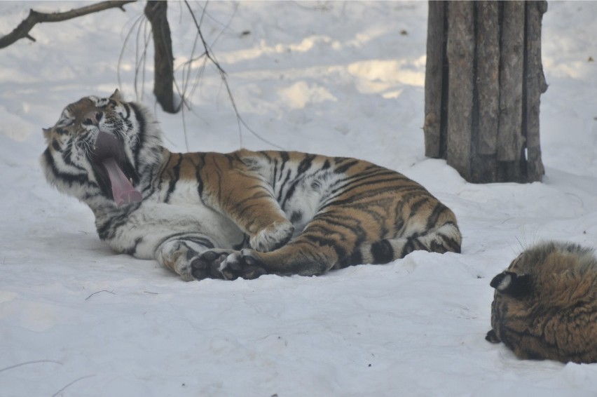 Tygrysy syberyjskie są wielką atrakcją Nowego Zoo w Poznaniu