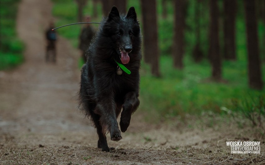 Ares – owczarek belgijski groenendael pierwszym psem...