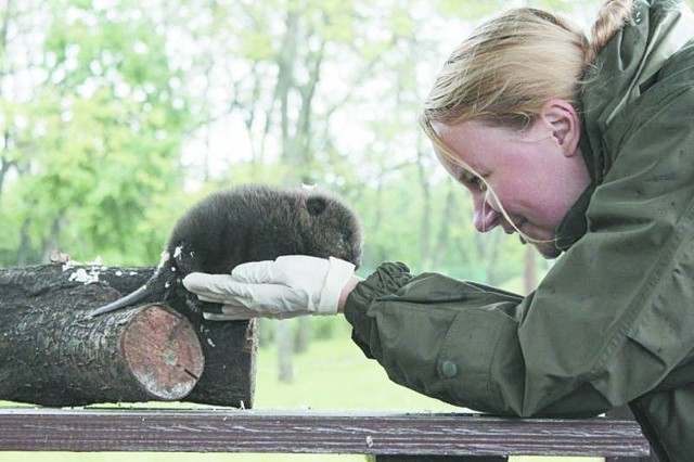 Mieszkanka Starej Łomży i przyrodnicy ocalili małego bobra. Bobi zamieszkał w ZOO w Bydgoszczy.