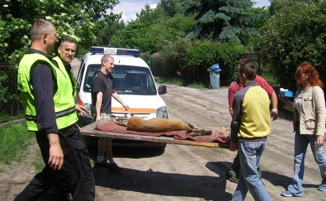 Jelonek nie mógł się wydostać z ogrodzonej posesji. Zwierzę trzeba było uśpić.