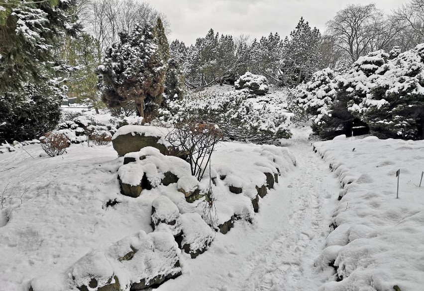 Kraków. Ogród Botaniczny pokryty białym puchem. Warto tu przyjść również zimą  [ZDJĘCIA]