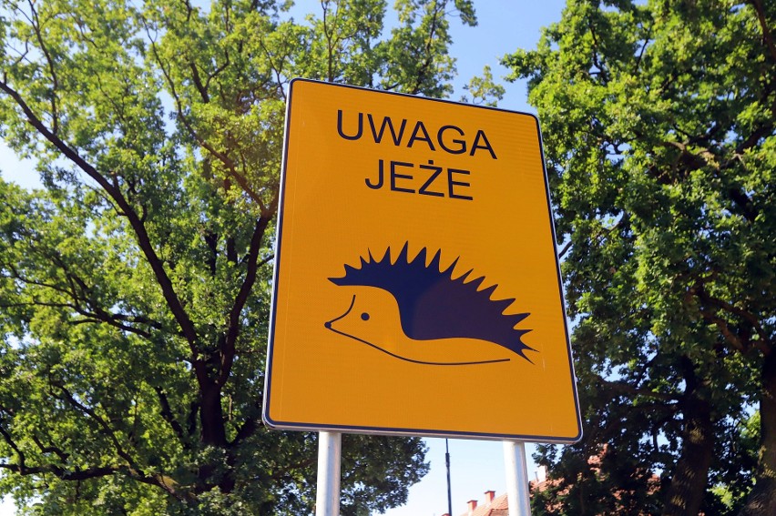 Nowy znak drogowy " uwaga jeże" stanął przy wrocławskich...