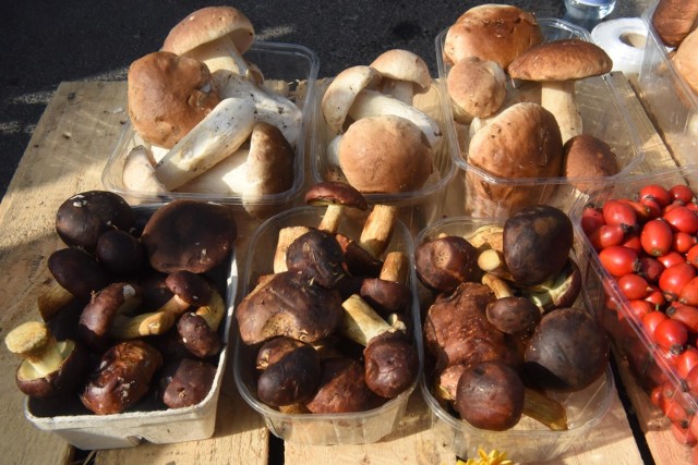 Gdzie warto wybrać się na grzyby w województwie kujawsko-pomorskim? Na podstawie opinii internautów, grzybiarzy prezentujemy wybrane, polecane przez nich miejsca w regionie, gdzie można nazbierać sporo grzybów.
