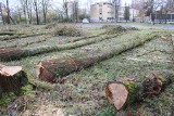 Drzewa poległy na terenie szkoły w Koszalinie [ZDJĘCIA]