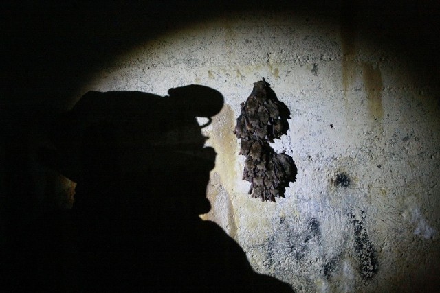Kilkudziesięciu naukowców policzy w sobotę, 15 stycznia nietoperze zimujące w międzyrzeckich bunkrach