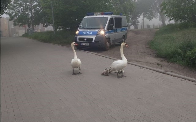 Inowrocławscy policjanci zaopiekowali się rodziną łabędzi i zaprowadzili ją do pobliskiej rzeki. Tam rodzice i siedem małych łabędzi będzie czuło się bezpiecznie.W środę (27 maja) krótko po godz. 5.00 dyżurny inowrocławskiej policji przyjął informację o rodzinie łabędzi, która w Pakości spaceruje drogą. Taka sytuacja oczywiście była groźna nie tylko dla ptaków. Dlatego w to miejsce został skierowany patrol.Policjanci na ul. Inowrocławskiej, która jest drogą wojewódzką, zastali rodzinę łabędzi. W porannej mgle, spacerowały na całej szerokości jezdni. Policjanci eskortowali rodzinkę w bezpieczne miejsce, na teren zielony w pobliżu rzeki Noteć.