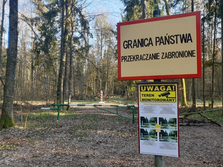 Białowieża. Turyści przekroczyli granicę w miejscu niedozwolonym (zdjęcia)