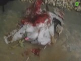 Ptak naszpikowany ładunkami wybuchowymi zastrzelony przez afgańską policję