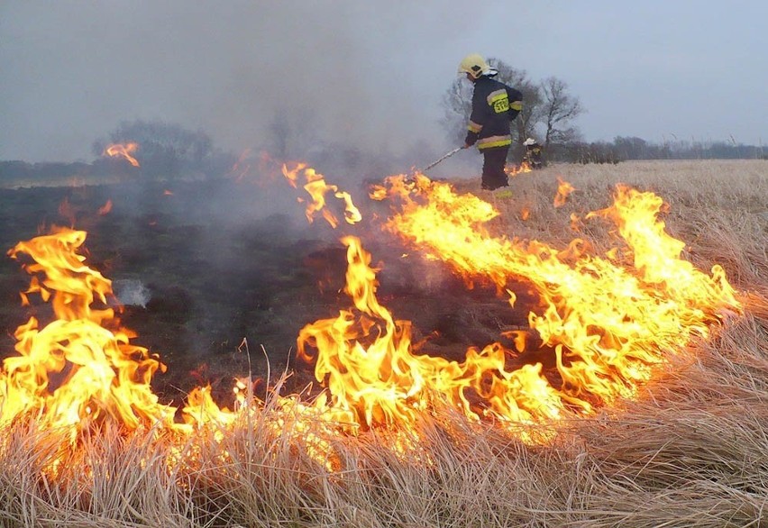 Do pożaru traw na poligonie koło Międzyrzecza doszło w...