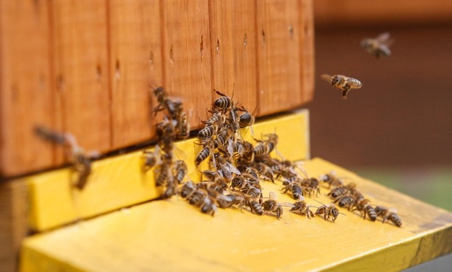 Celem programu WFOŚiGW w Toruniu jest zwiększenie liczby rodzin pszczelich w naszym regionie o 500.