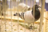 Najpiękniejsze gołębie pocztowe można zobaczyć w Słupsku (wideo, zdjęcia)