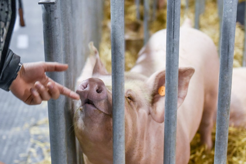 Narodowa Wystawa Zwierząt Hodowlanych, która rozpoczęła się...