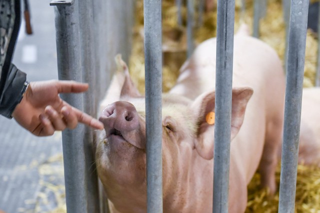 Narodowa Wystawa Zwierząt Hodowlanych, która rozpoczęła się w piątek i trwa przez cały weekend to wyjątkowa okazja, by zobaczyć 1,5 tysiąca najpiękniejszych okazów hodowlanych.