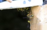 Wycofano lek. Jad  pszczoły  pomylili  z  jadem osy!