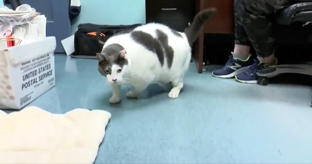 Kot Patches waży 18 kg. Czy znalazł nową rodzinę?