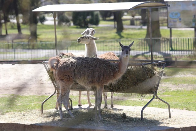 Ogrody zoologiczne pozostają zamknięte