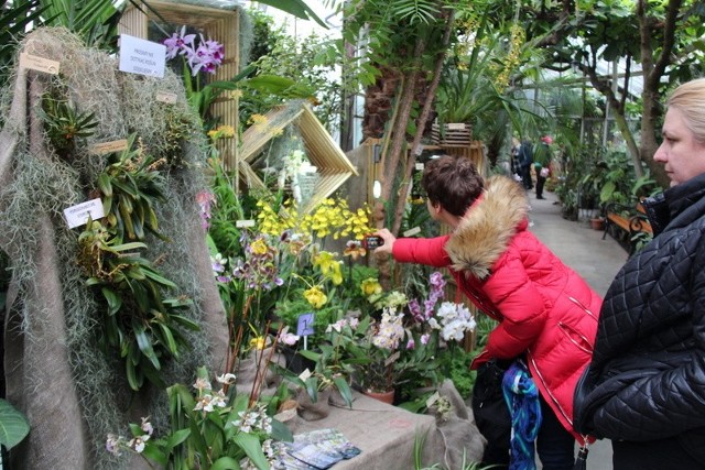 Dni Orchidei i roślin egzotycznych trwają w sosnowieckim Egzotarium od piątku do niedzieli 14 kwietnia