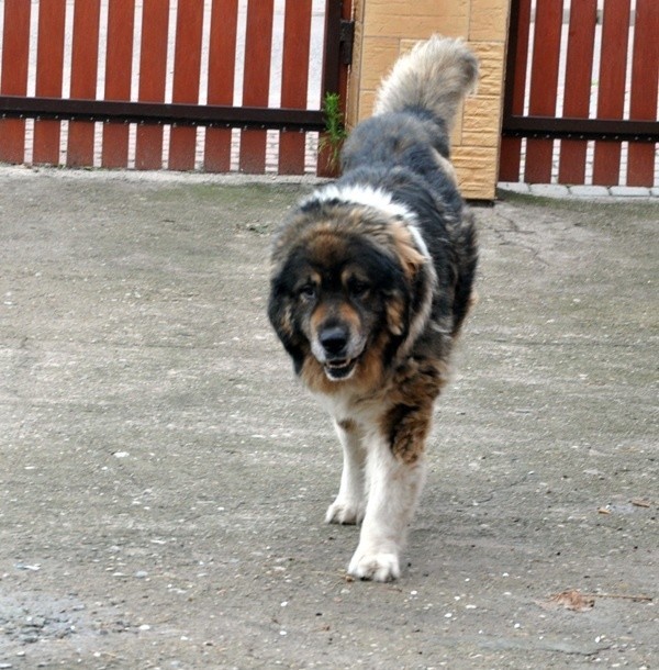 Lolo &#8211; pies w typie owczarka kaukaskiego. Posłuszny i oddany człowiekowi psiak. Bardzo spokojny. Miał zwichnięty staw biodrowy, jest po amputacji głowy kości biodrowej
