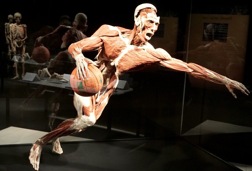 Do tej pory na całym świecie wystawę „Body Worlds Vital”...